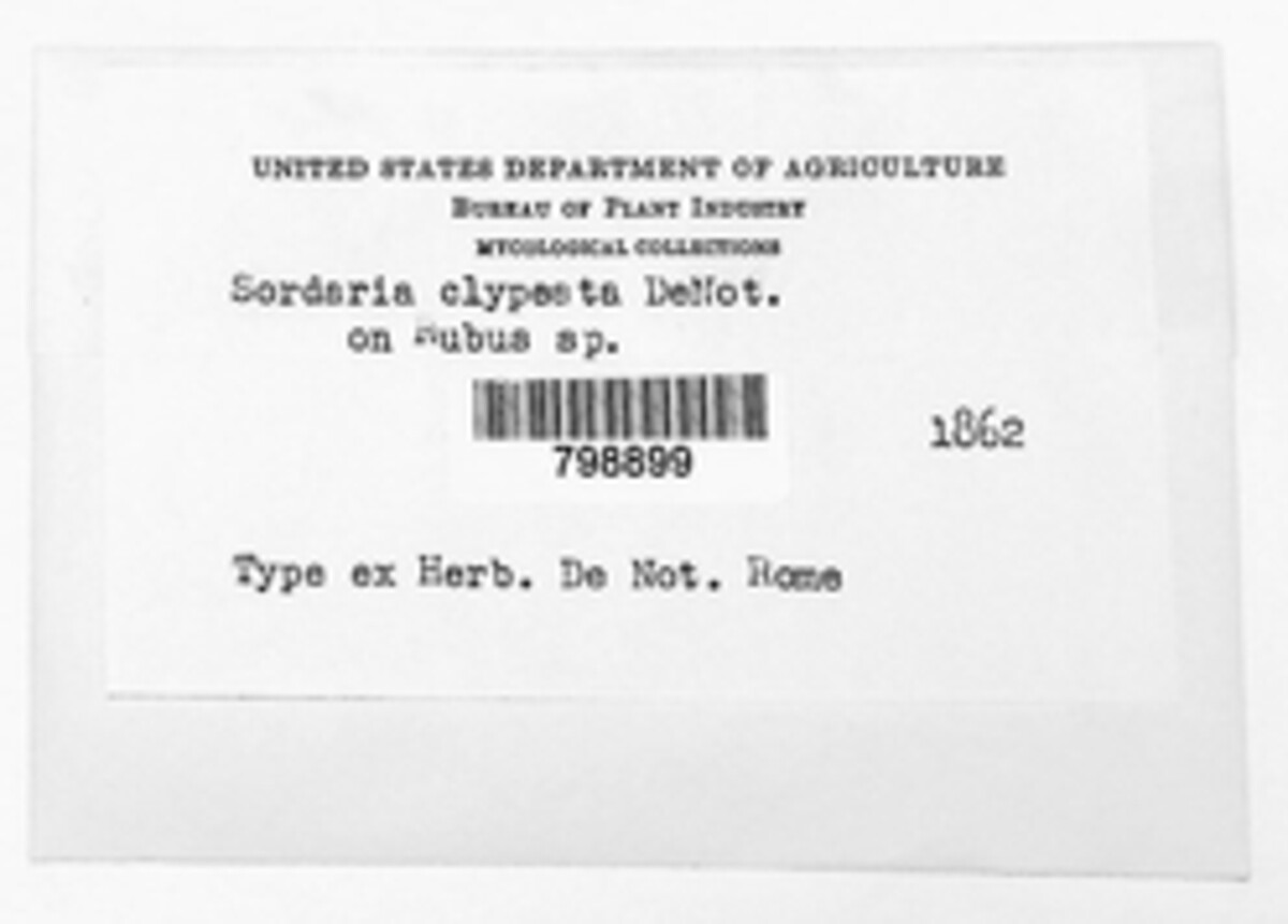 Sordaria clypeata image